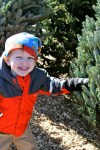 Christmas Tree Farm